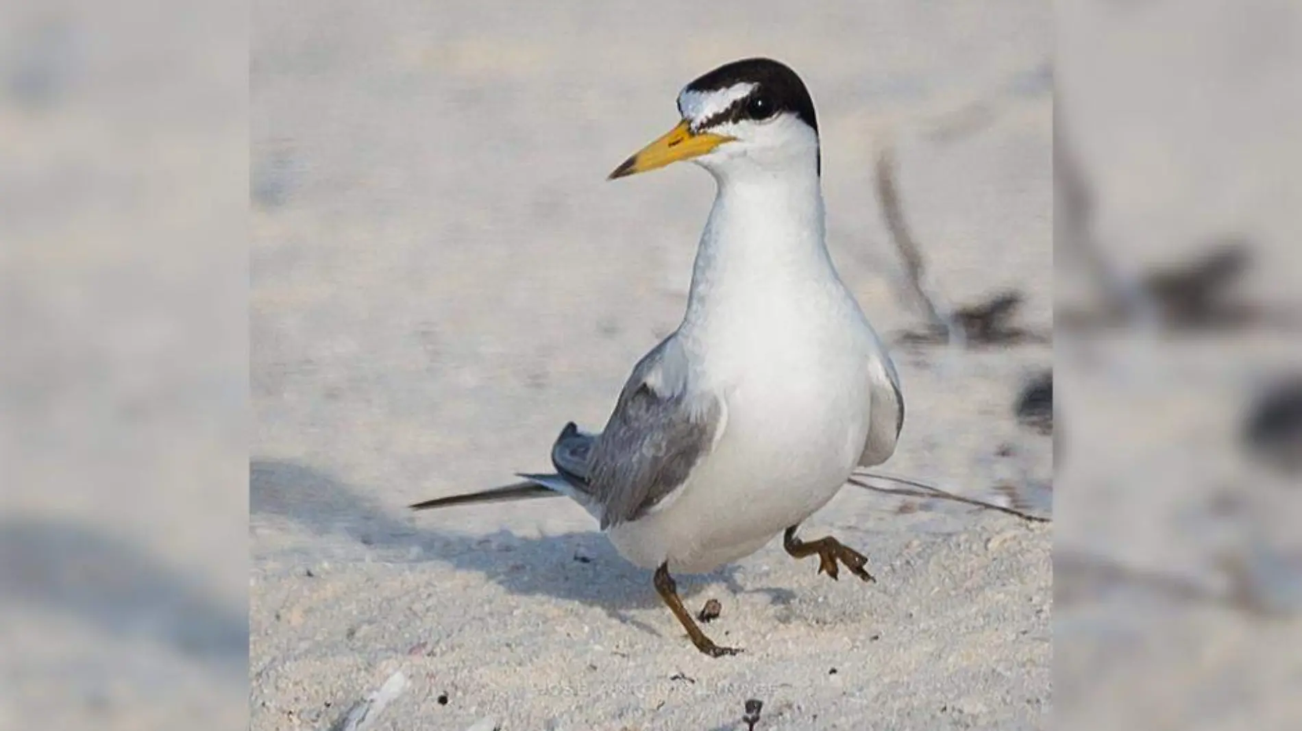 Gallito marino Los Cabos